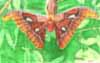 Atlas_Moth