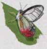 Clearwing_Butterfly