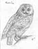 Tawny_Owl